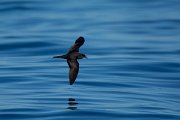 DPPhotography - Maderia - Bulwer's petrel - F