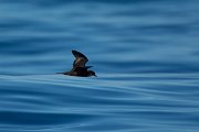DPPhotography - Maderia - Bulwer's petrel - G