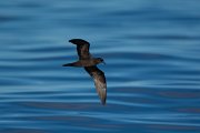 DPPhotography - Maderia - Bulwer's petrel - J
