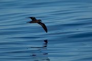 DPPhotography - Maderia - Bulwer's petrel - K