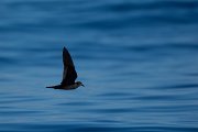 DPPhotography - Maderia - Bulwer's petrel - N