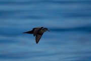 DPPhotography - Maderia - Bulwer's petrel - S