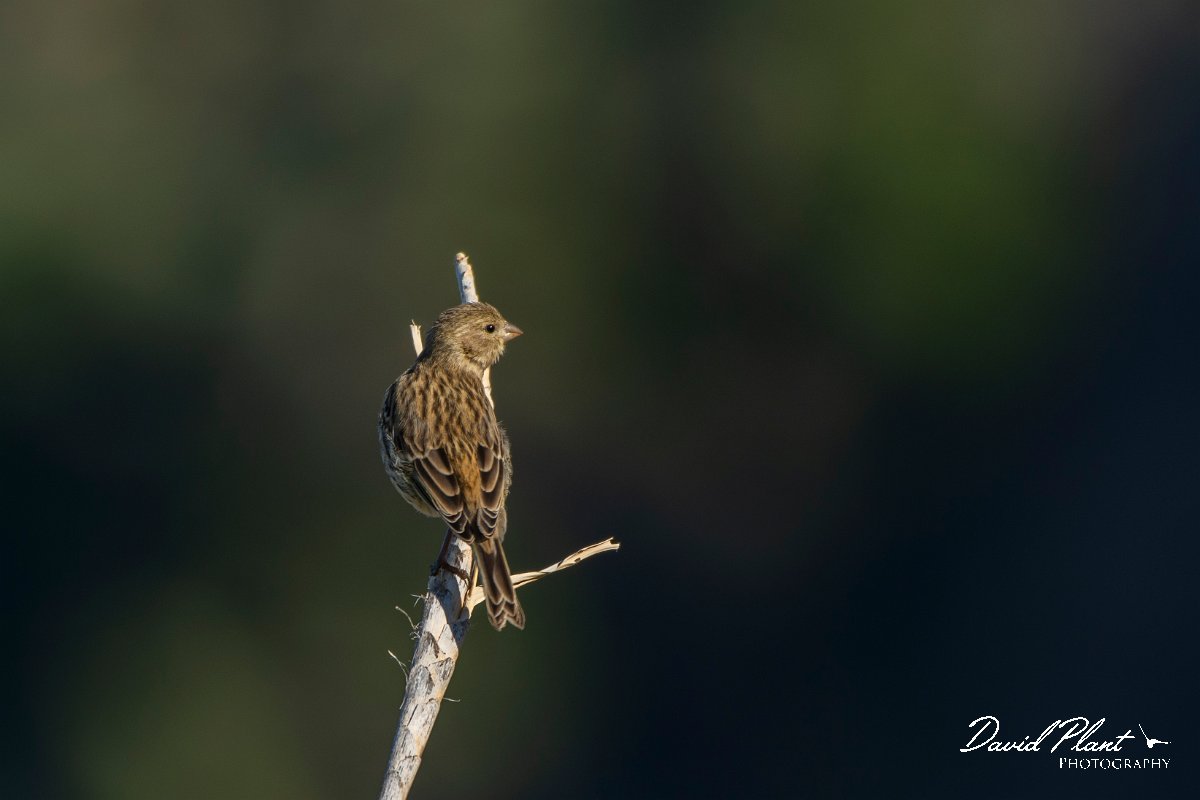 DPPhotography - Maderia - Canary - B.jpg - Canary - Lugar de Baixo, Madeira