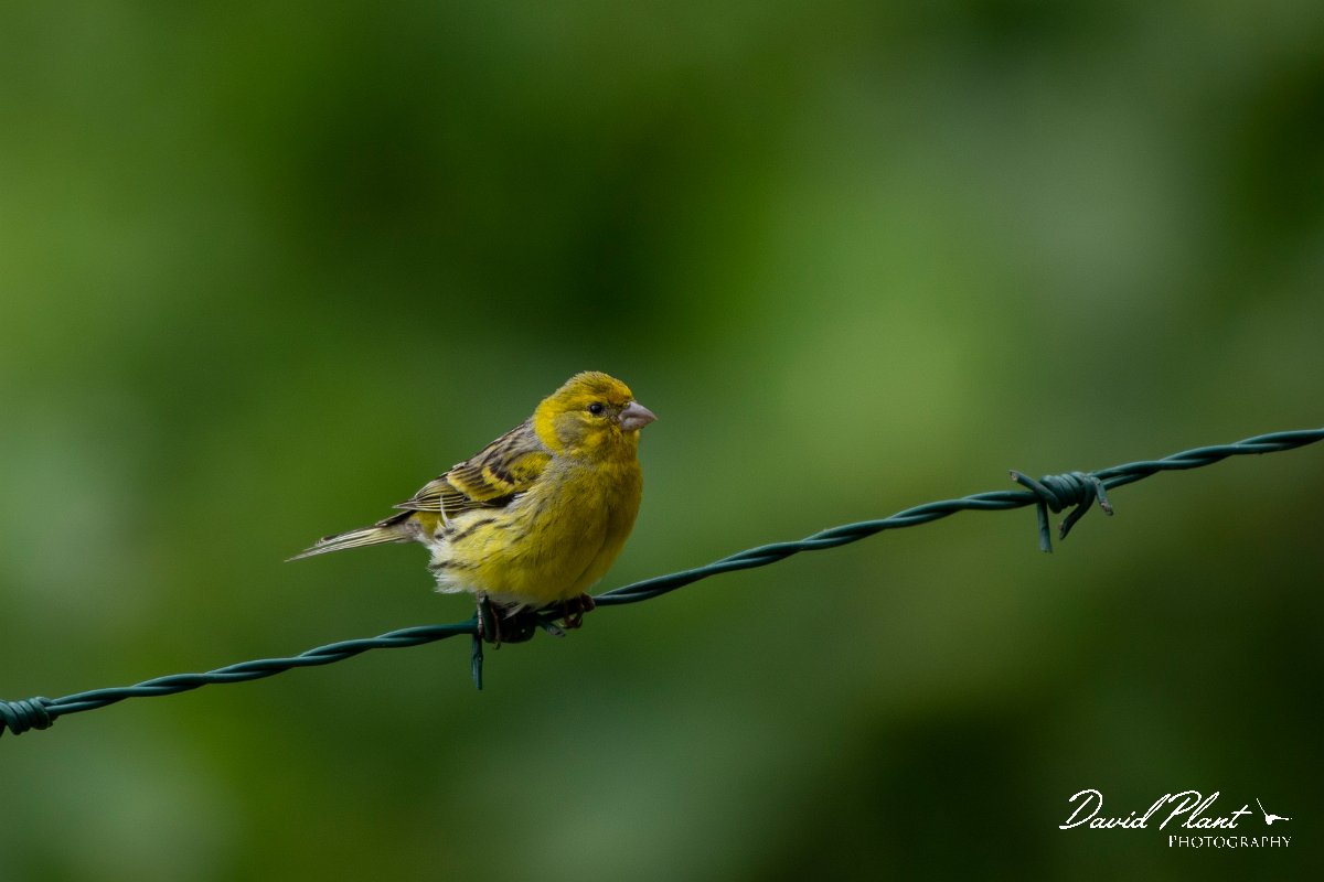 DPPhotography - Maderia - Canary - D.jpg - Canary - Ribeira da Janela, Madeira