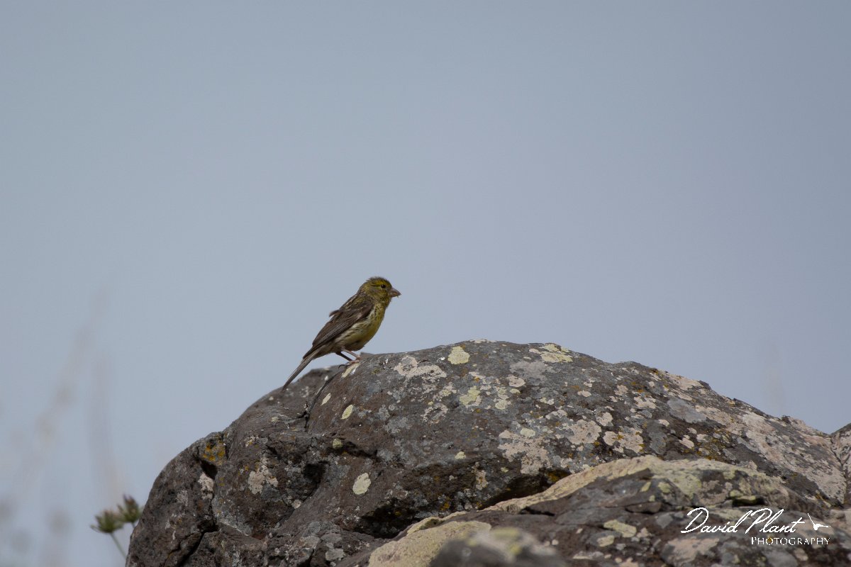 DPPhotography - Maderia - Canary - F.jpg - Canary - Sao Lourenco Peninsula, Madeira