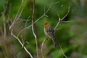DPPhotography - Maderia - Canary - E