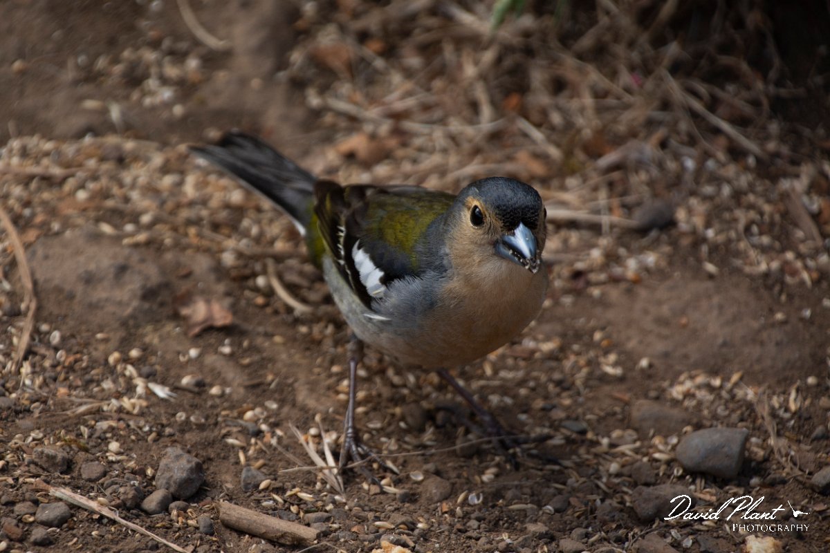 DPPhotography - Maderia - Chaffinch - A.jpg - Chaffinch - Balcoes, Madeira
