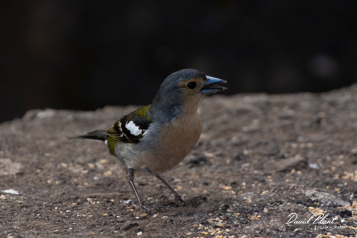 DPPhotography - Maderia - Chaffinch - B.jpg - Chaffinch - Balcoes, Madeira