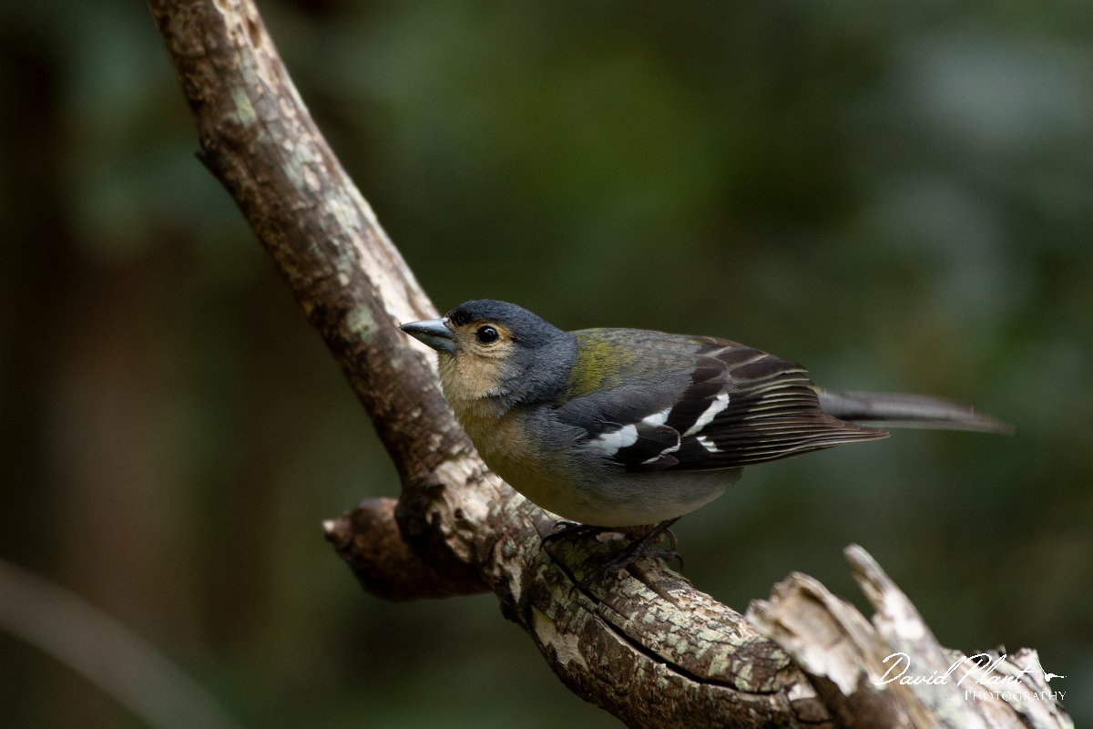 DPPhotography - Maderia - Chaffinch - E.jpg - Chaffinch - Ribeira da Janela, Madeira