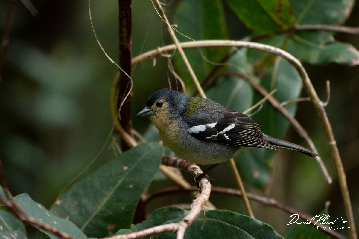 DPPhotography - Maderia - Chaffinch - F.jpg - Chaffinch - Ribeira da Janela, Madeira