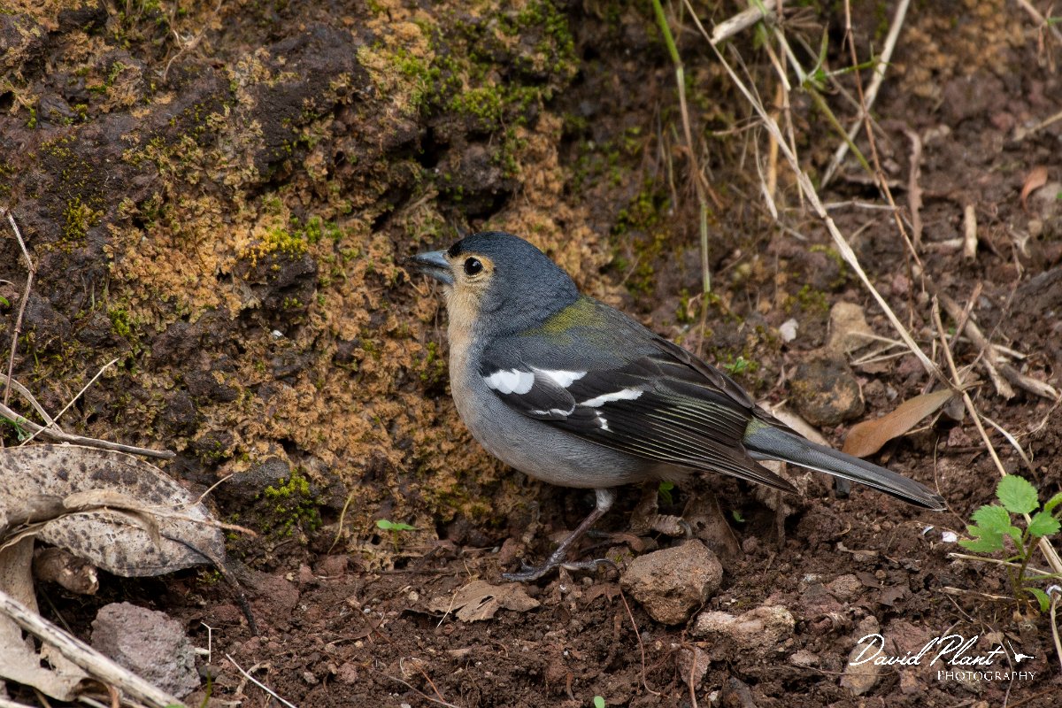 DPPhotography - Maderia - Chaffinch - G.jpg - Chaffinch - Ribeira da Janela, Madeira