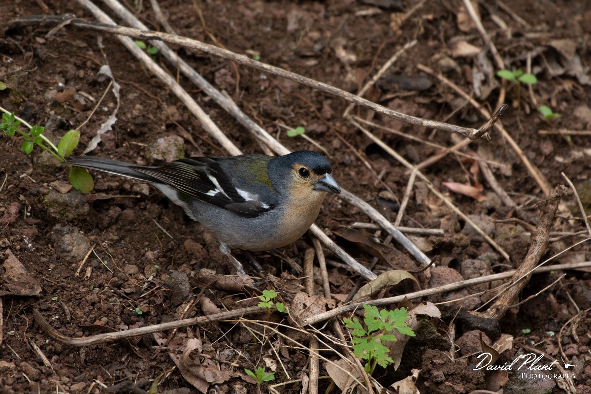 DPPhotography - Maderia - Chaffinch - H.jpg - Chaffinch - Ribeira da Janela, Madeira