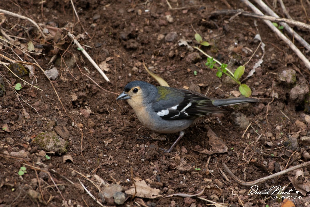 DPPhotography - Maderia - Chaffinch - I.jpg - Chaffinch - Ribeira da Janela, Madeira
