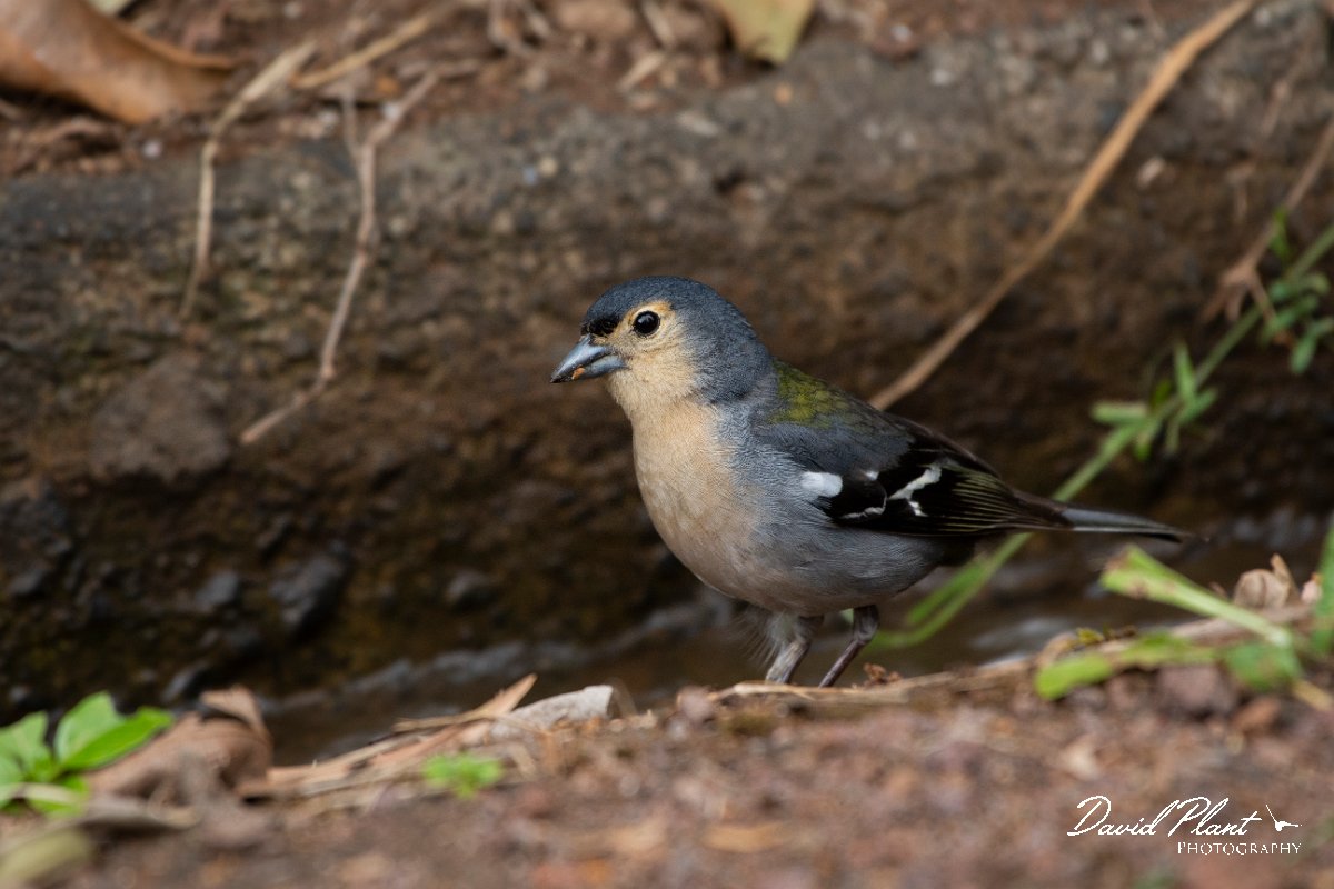 DPPhotography - Maderia - Chaffinch - J.jpg - Chaffinch - Ribeira da Janela, Madeira