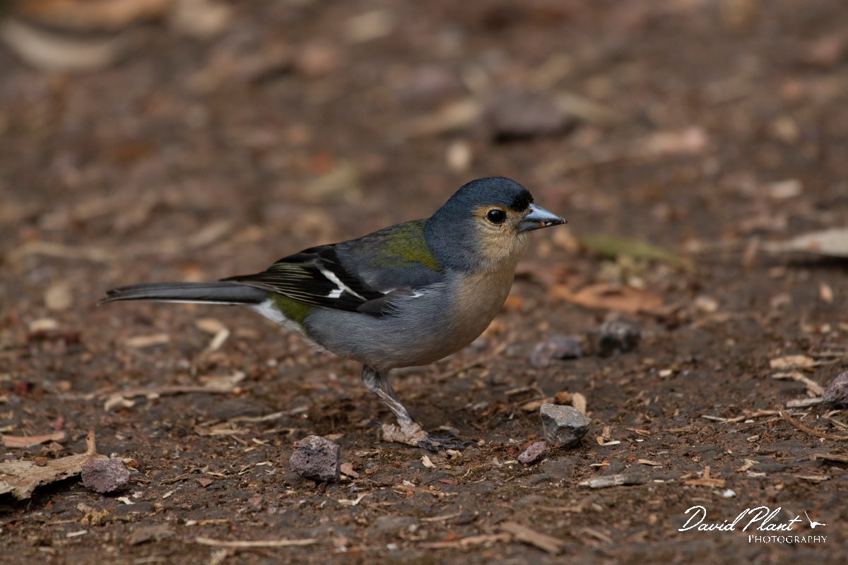 DPPhotography - Maderia - Chaffinch - K.jpg - Chaffinch - Ribeira da Janela, Madeira