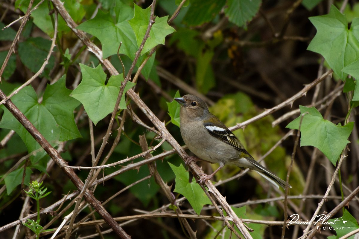 DPPhotography - Maderia - Chaffinch - L.jpg - Chaffinch - Ribeira da Janela, Madeira