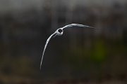 DPPhotography - Maderia - Common tern - D