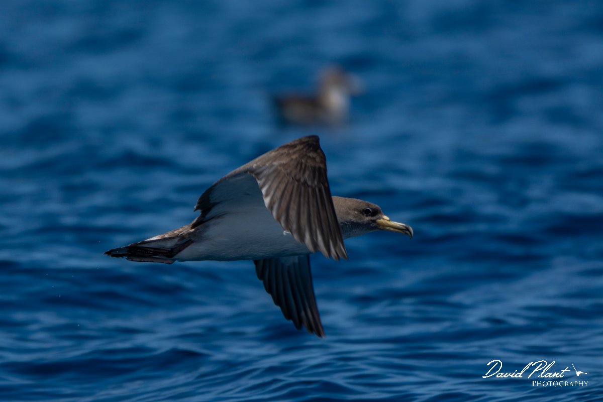 DPPhotography - Maderia - Cory's shearwater - Y.jpg - Cory's shearwater - Ocean SE of Madeira, Madeira