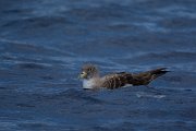 DPPhotography - Maderia - Cory's shearwater - H