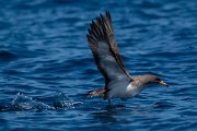 DPPhotography - Maderia - Cory's shearwater - X