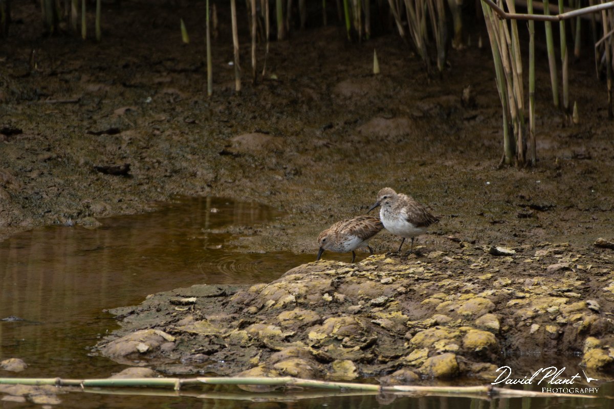 DPPhotography - Maderia - Dunlin - B.jpg - Dunlin - Lugar de Baixo, Maderia