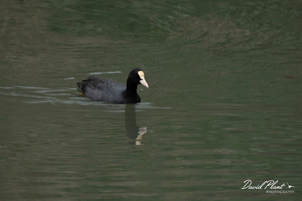DPPhotography - Maderia - European coot - A.jpg - European coot - Lugar de Baixo, Maderia