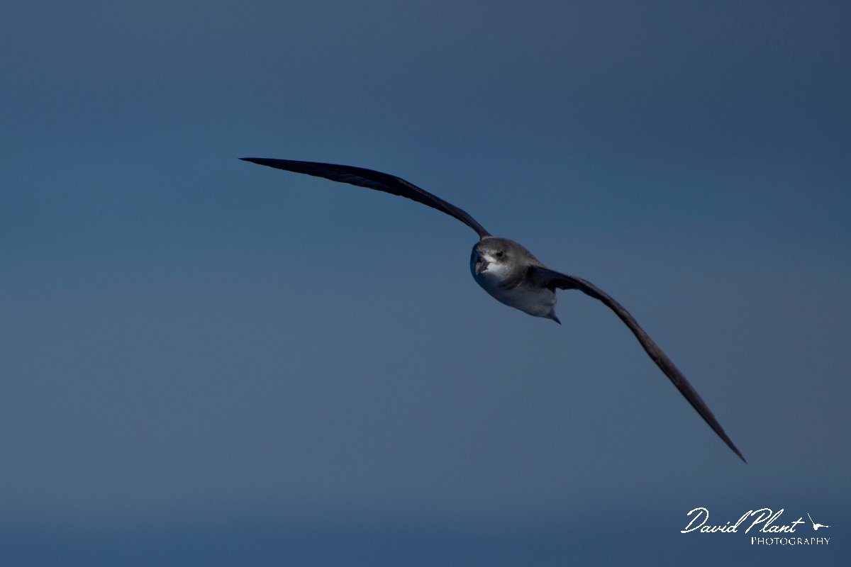 DPPhotography - Maderia - Fea's petrel - A.jpg - Fea's petrel - Ocean N of Madeira, Madeira
