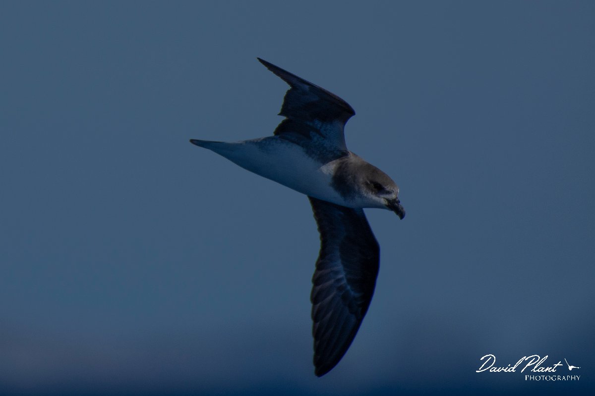 DPPhotography - Maderia - Fea's petrel - B.jpg - Fea's petrel - Ocean N of Madeira, Madeira