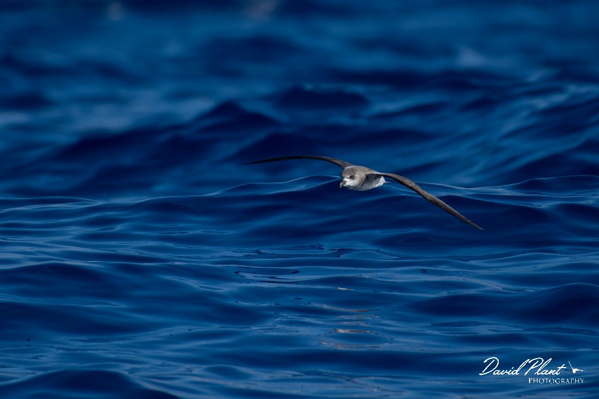 DPPhotography - Maderia - Fea's petrel - E.jpg - Fea's petrel - Ocean N of Madeira, Madeira