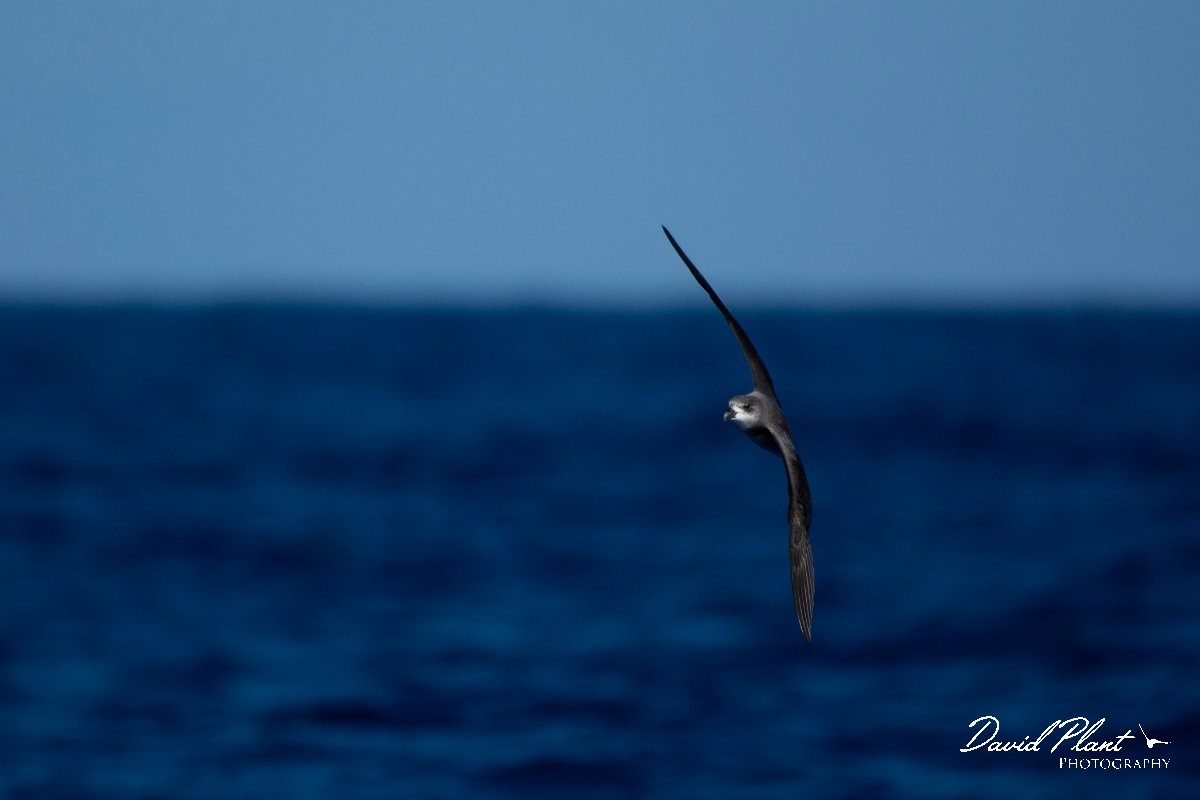 DPPhotography - Maderia - Fea's petrel - J.jpg - Fea's petrel - Ocean N of Madeira, Madeira