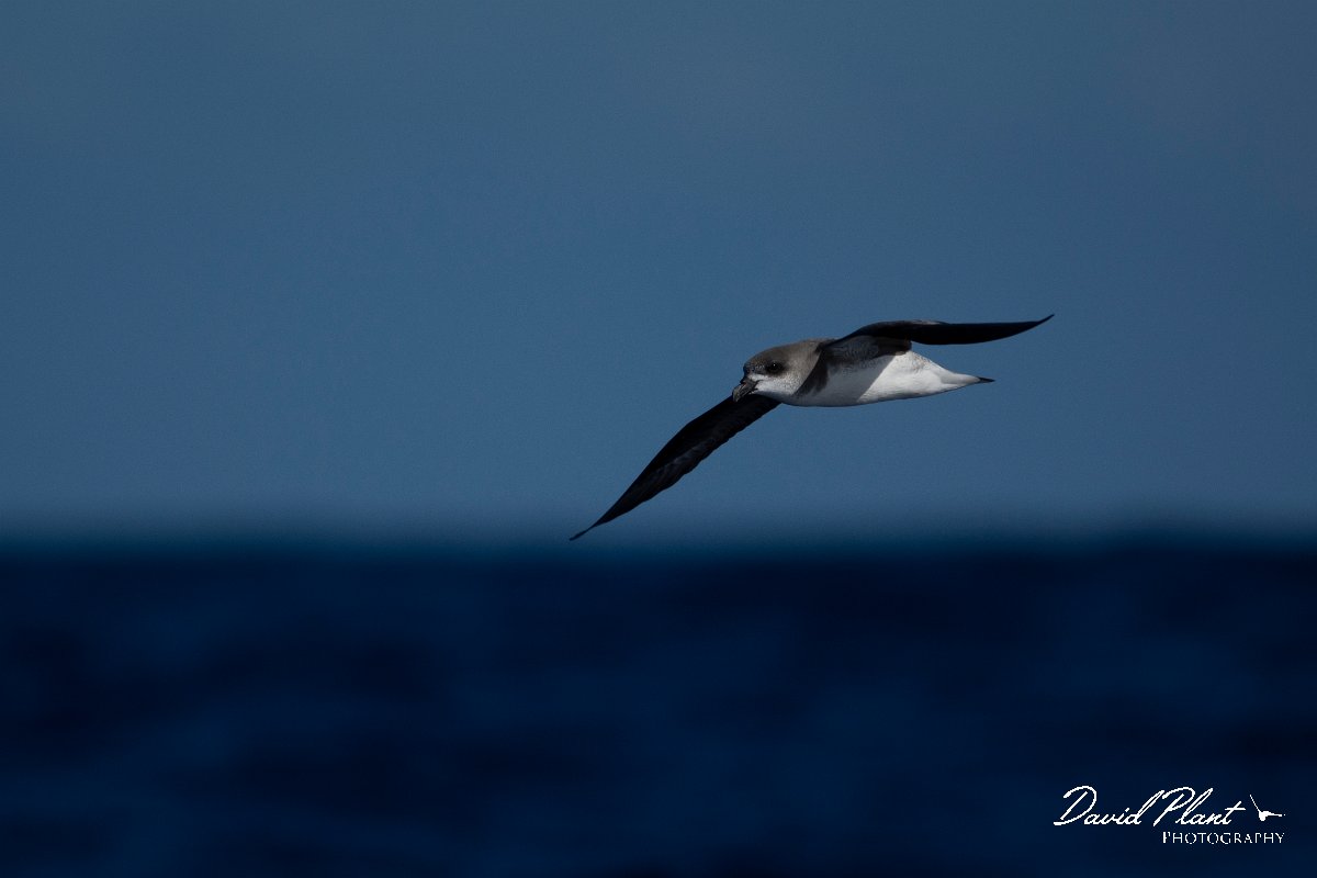 DPPhotography - Maderia - Fea's petrel - M.jpg - Fea's petrel - Ocean N of Madeira, Madeira