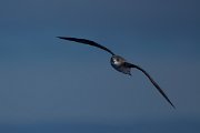 DPPhotography - Maderia - Fea's petrel - A