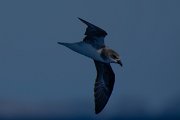DPPhotography - Maderia - Fea's petrel - B