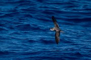 DPPhotography - Maderia - Fea's petrel - C