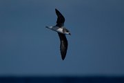 DPPhotography - Maderia - Fea's petrel - D