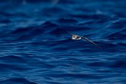 DPPhotography - Maderia - Fea's petrel - E