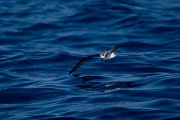 DPPhotography - Maderia - Fea's petrel - F