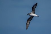 DPPhotography - Maderia - Fea's petrel - H