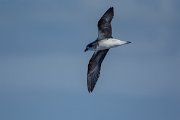 DPPhotography - Maderia - Fea's petrel - L