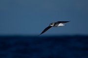 DPPhotography - Maderia - Fea's petrel - M