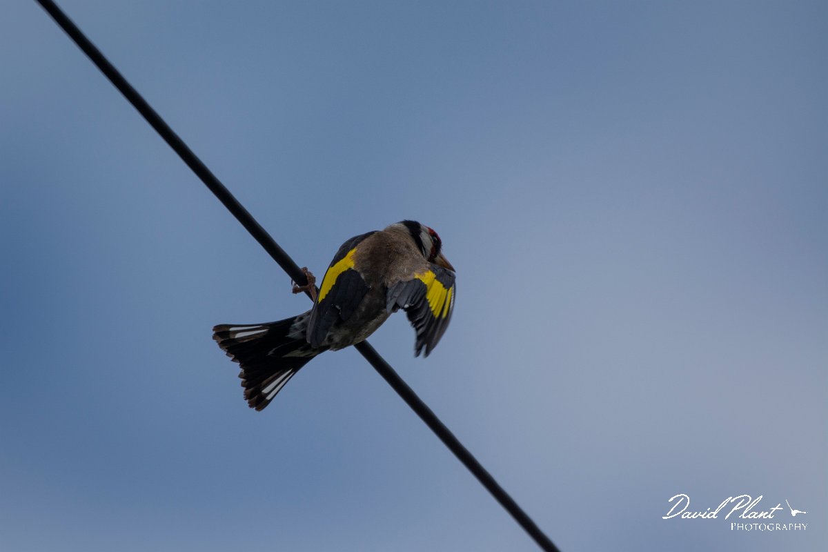 DPPhotography - Maderia - Goldfinch - A.jpg - Goldfinch - Machico, Madeira