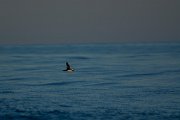 DPPhotography - Maderia - Great sheatwater - A