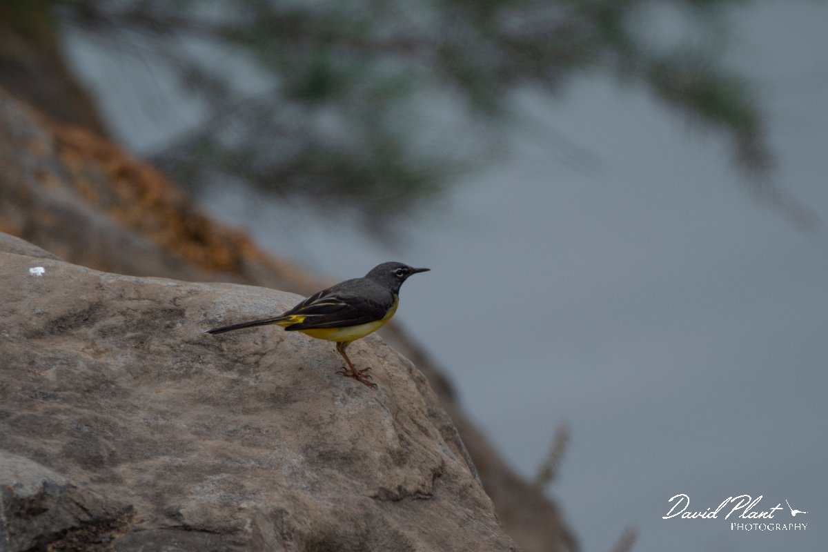 DPPhotography - Maderia - Grey wagtail - A.jpg - Grey wagtail - Lugar de Baixo, Maderia