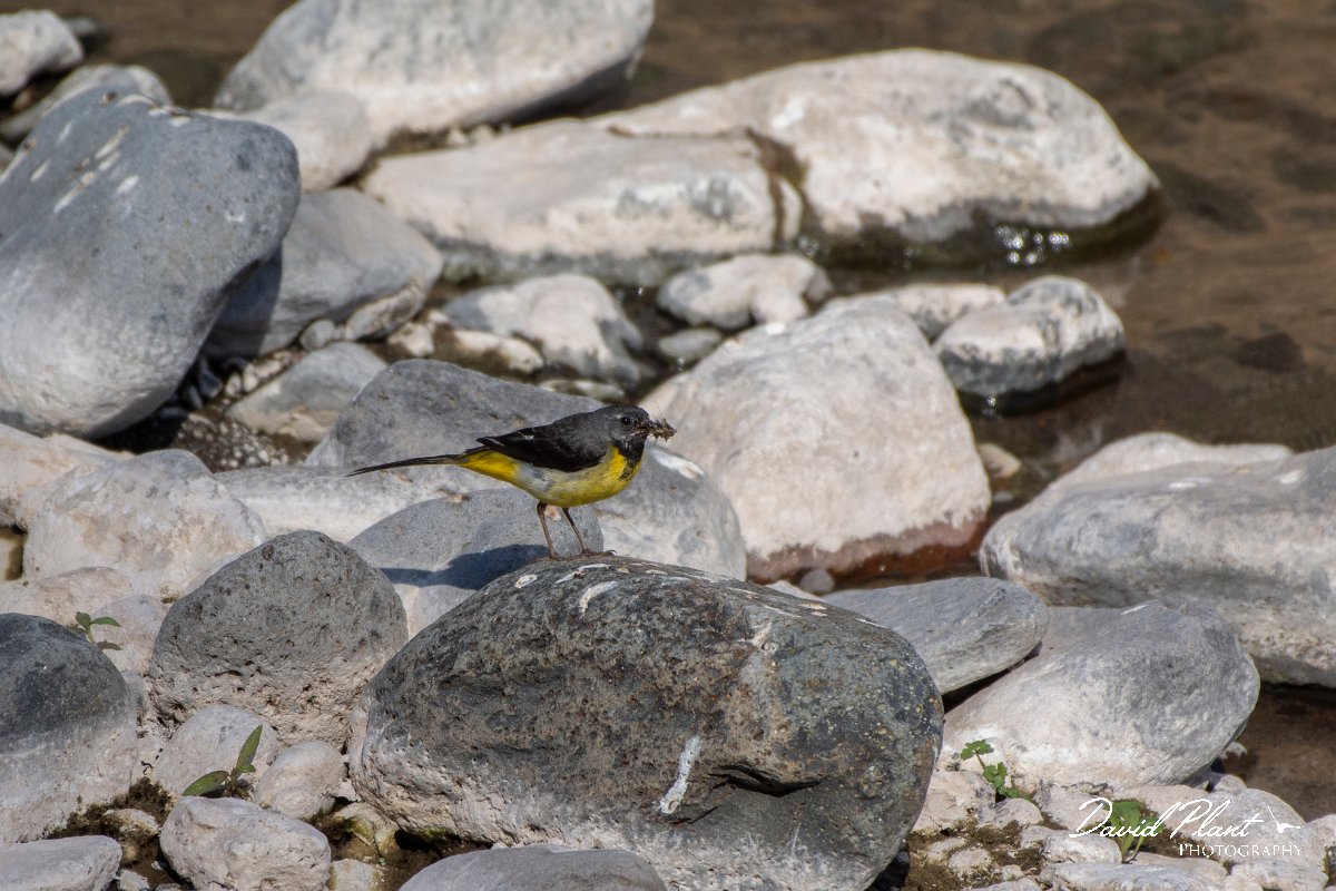 DPPhotography - Maderia - Grey wagtail - M.jpg - Grey wagtail - Ribeiro Bravo, Madeira