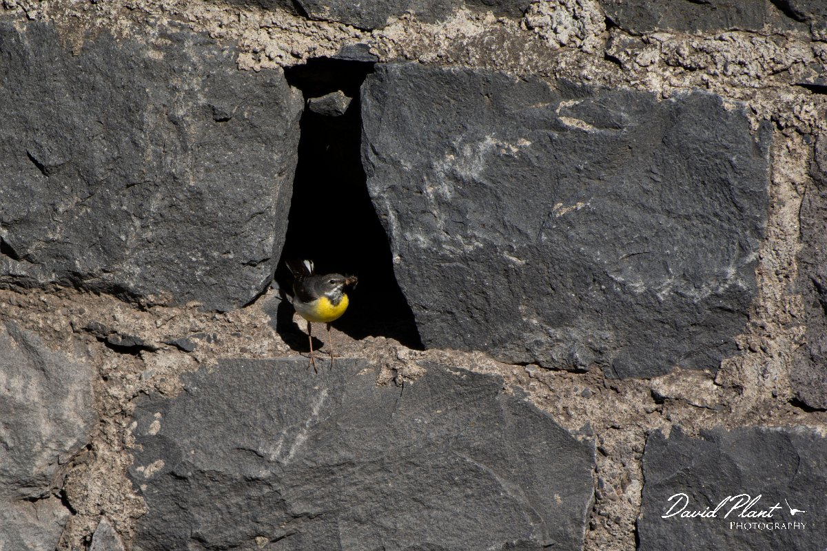 DPPhotography - Maderia - Grey wagtail - P.jpg - Grey wagtail - Ribeiro Bravo, Madeira