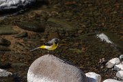 DPPhotography - Maderia - Grey wagtail - F