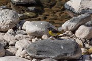DPPhotography - Maderia - Grey wagtail - J