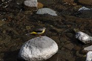 DPPhotography - Maderia - Grey wagtail - L
