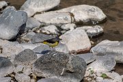 DPPhotography - Maderia - Grey wagtail - M