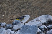 DPPhotography - Maderia - Grey wagtail - N